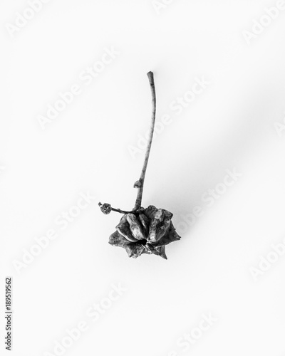 Oak knopper gall on white background photo