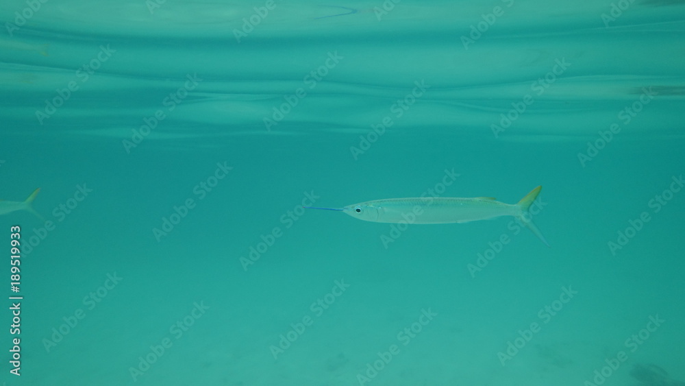 Fisch im Karibischen Meer Fisch im Karibischen Meer