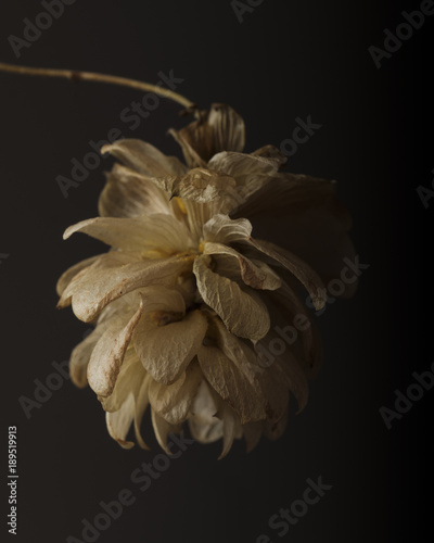 Close-up of hop-hornbeam seed on dark background photo