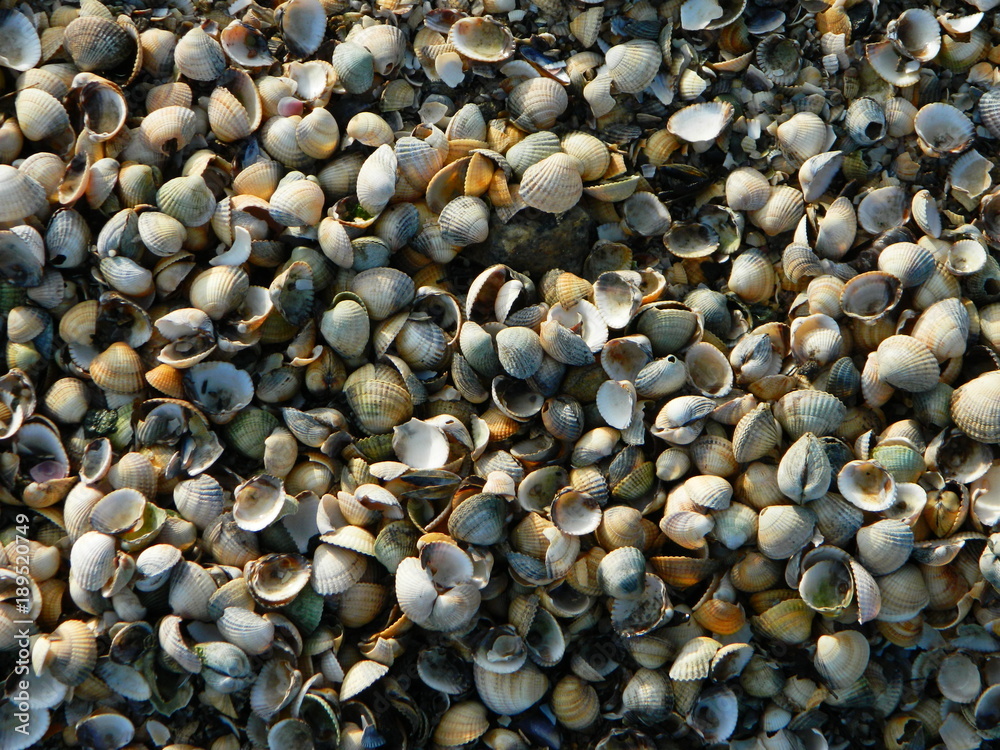 Strandgut Muscheln Strandgut Muscheln