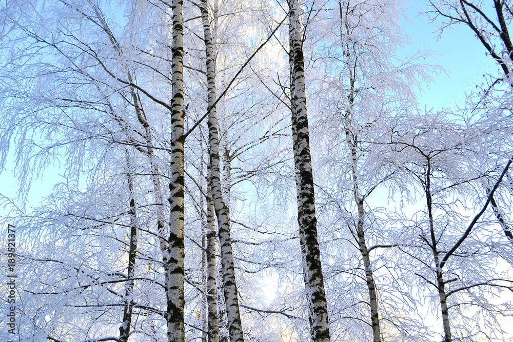 Fototapeta premium Зима в парке, ветви деревьев в инее. 