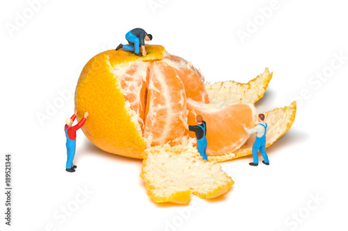 Creative concept with miniature workers. Mens remove the peel mandarins. Teamwork. Tangerines isolated. Little peoples pare fruit. photo