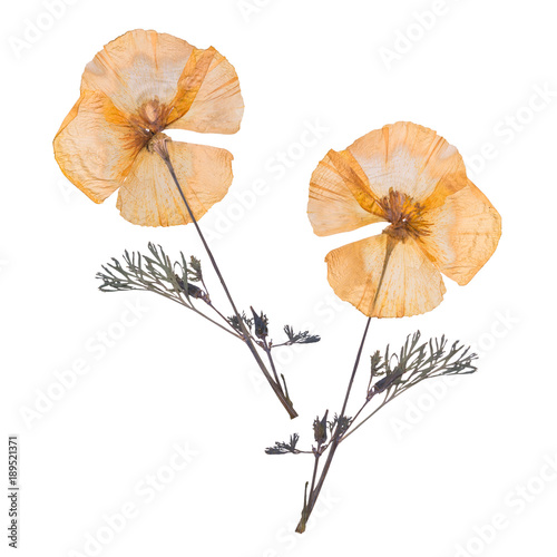 Dried and pressed the spring flowers isolated on white background. Herbarium of wild flowers. The front side and the back side.