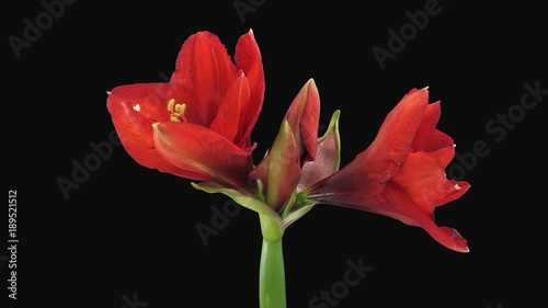 Time-lapse of opening Rondella amaryllis Christmas flower 2a4 in 4K PNG+ format with ALPHA transparency channel isolated on black background
 photo