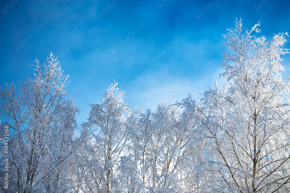 Frozen winter forest with snow covered trees. Frozen winter forest with snow covered trees.