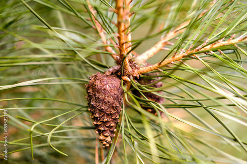Brown cones on corniferous tree branch with needles