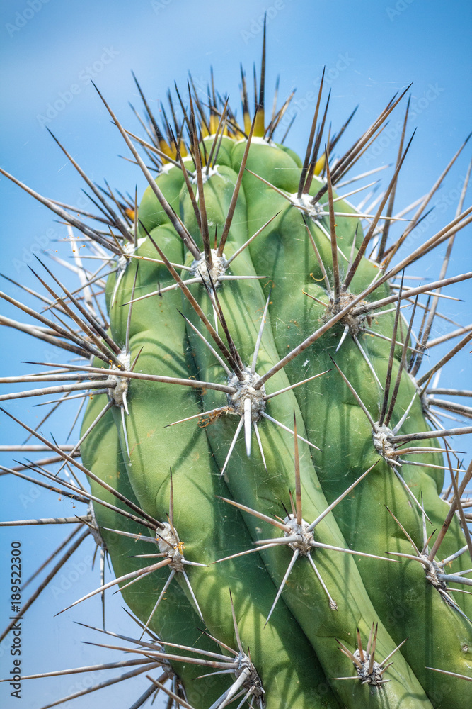 Flowery prickly cactus in close-up view. Flowery prickly cactus in close-up view.