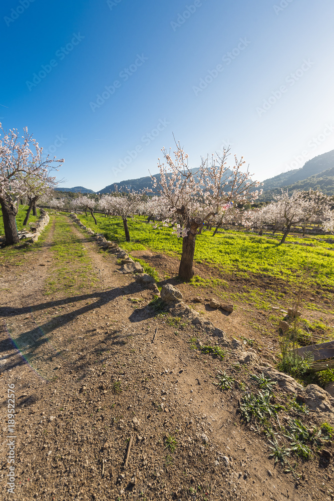 Footpath among almond trees in blossom in the mountains of Mallorca, Spain