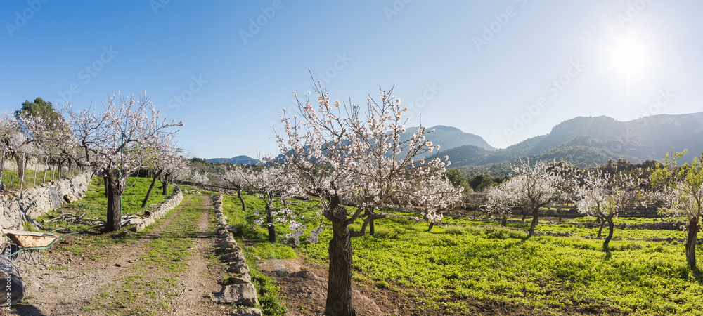 Picturesque rural landscape of Mallorca, Spain