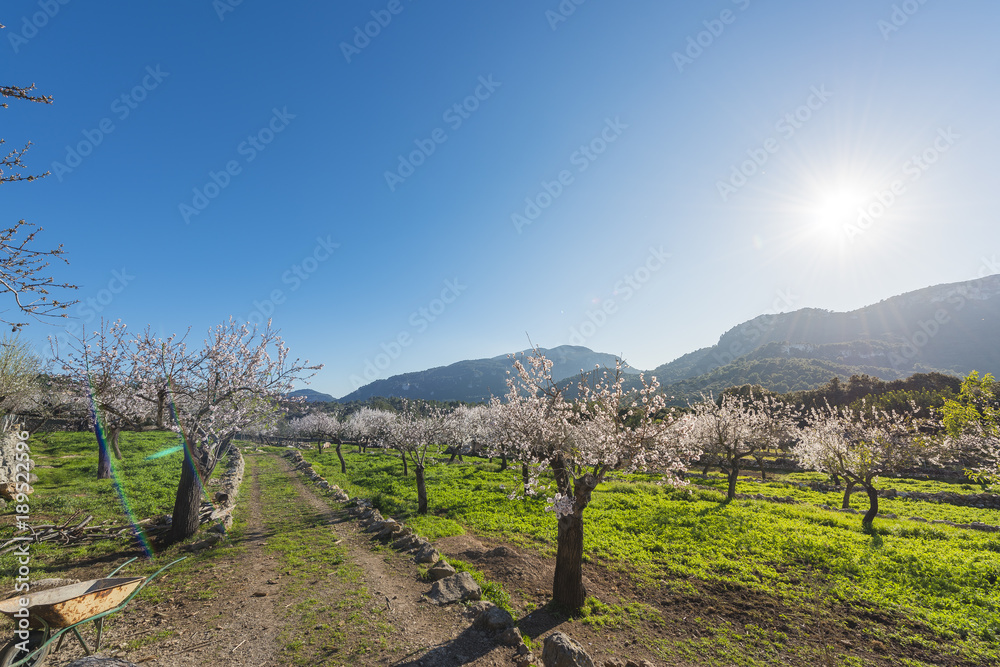 Fields of Mallorca with almond blossom, Spain
