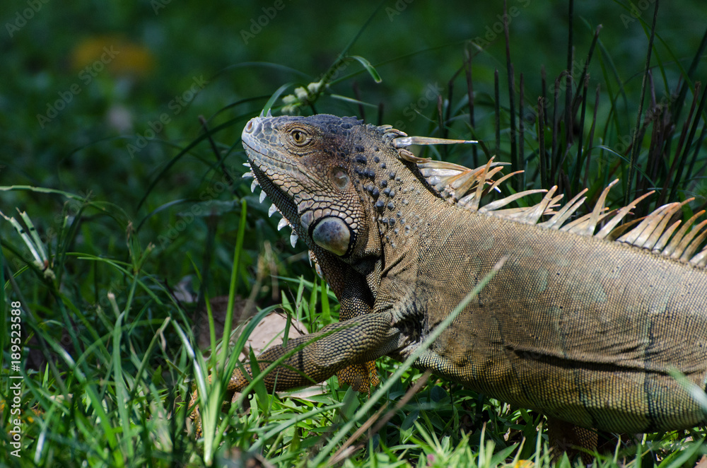 Fototapeta premium Leguan auf grüner Wiese