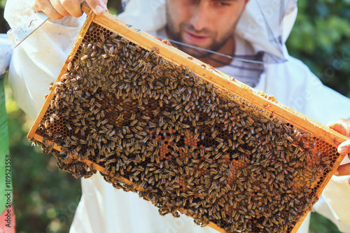 Beekeeper collecting honey selective focus on a honeycomb and bees