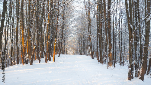 Beautiful winter landscape with the Avenue in the Park.