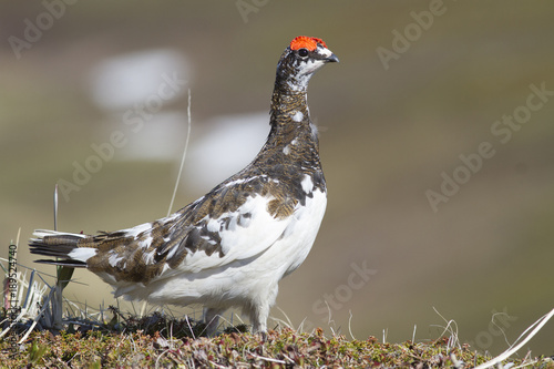 Photography The male Rock ptarmigan standing among the hummocks in the tundra on a spring da