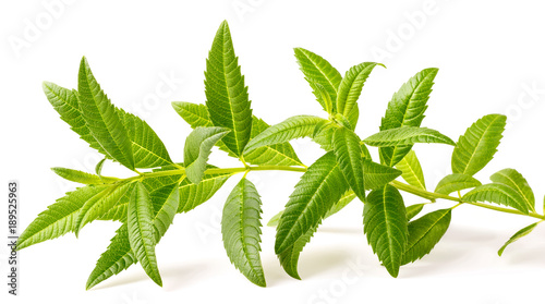 fresh lemon verbena isolated on white background