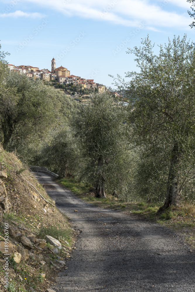 Cultivation of olive trees and the village of Pietrabruna (Liguria, Italy) in the background. Mediterranean region, Ligurian Riviera.