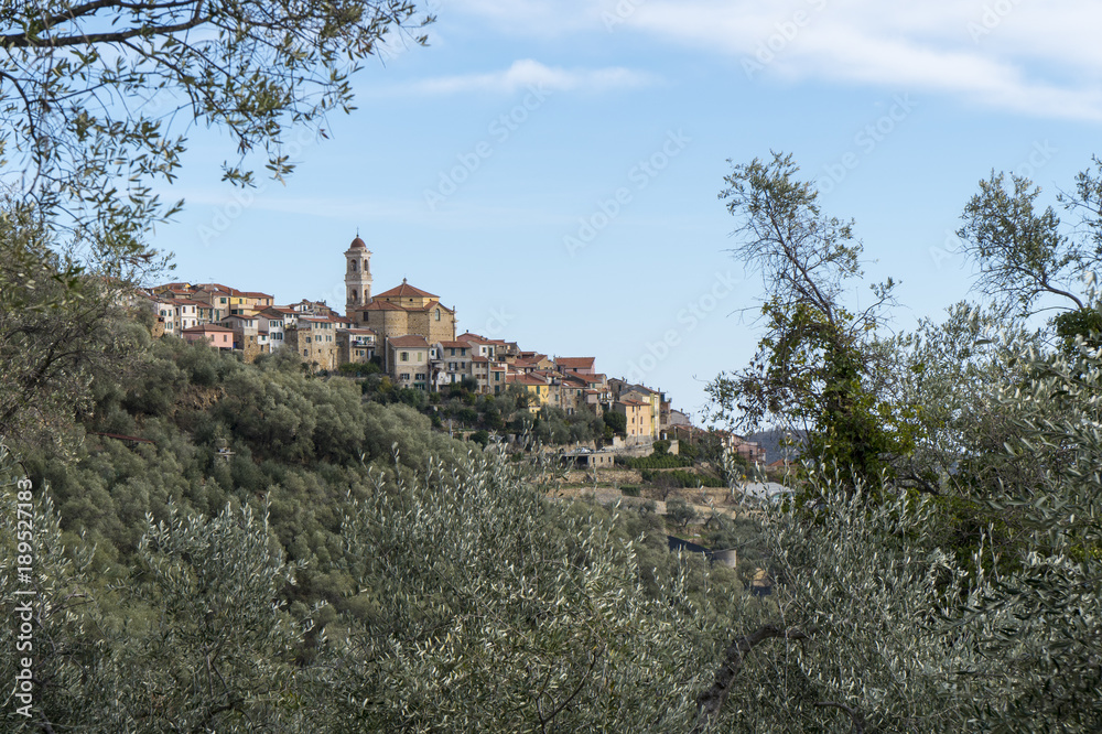 Cultivation of olive trees and the village of Pietrabruna (Liguria, Italy) in the background. Mediterranean region, Ligurian Riviera.