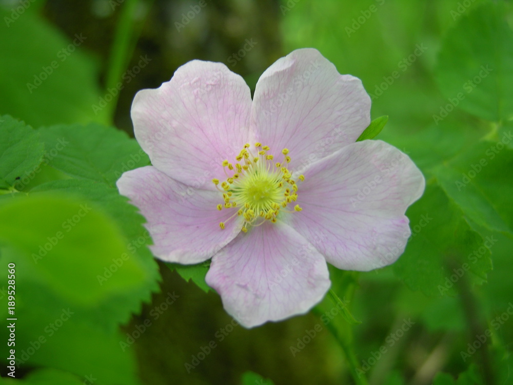 An Alberta Rose wildflower An Alberta Rose wildflower