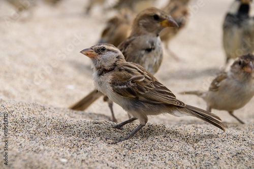 Wild sparrows on the beach