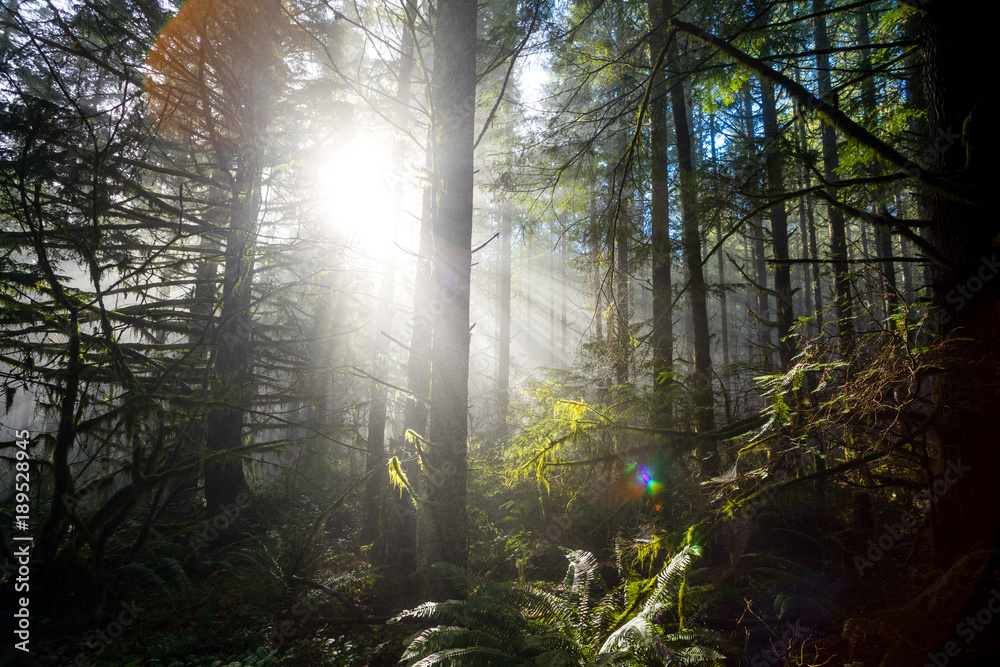 Sun Through Trees in Natural Oregon Landscape