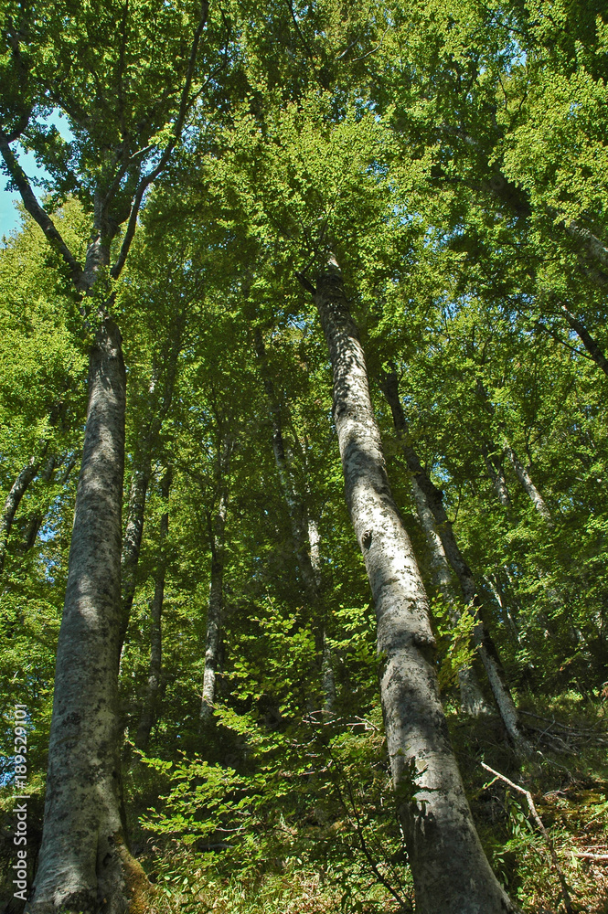 Fototapeta premium La foresta del Casentino al Santuario della Verna - Arezzo
