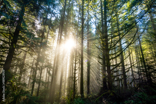 Fototapeta Naklejka Na Ścianę i Meble -  Sun Through Trees in Natural Oregon Landscape