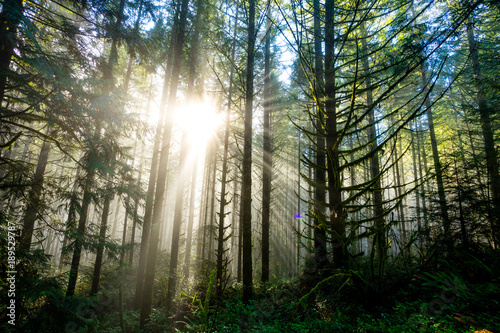 Sun Through Trees in Natural Oregon Landscape © Joshua Rainey
