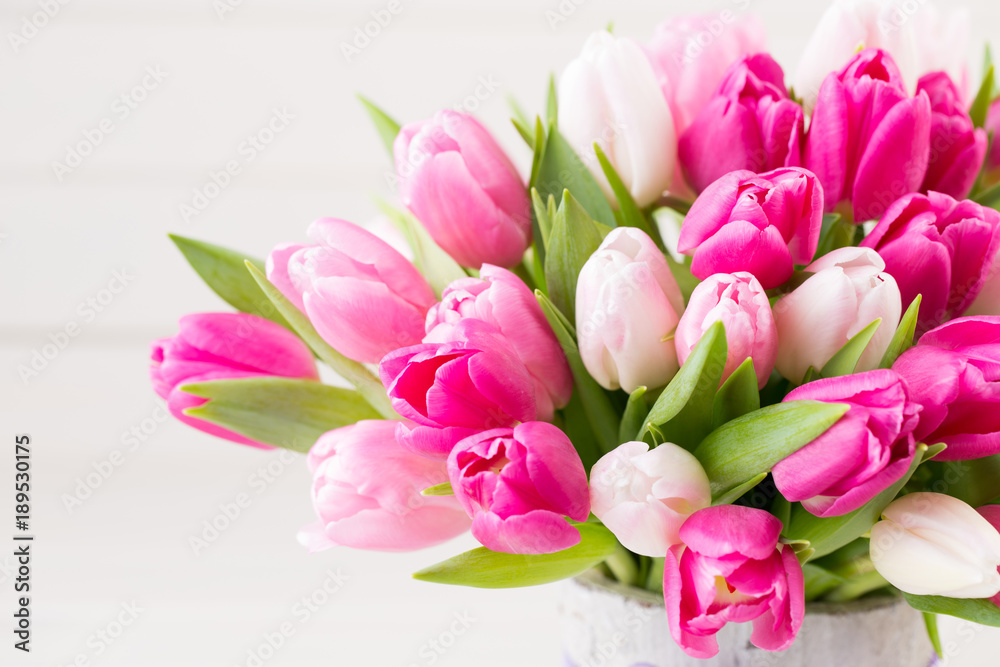 Pink tulip on the white background. Easter background Pink tulip on the white background. Easter background