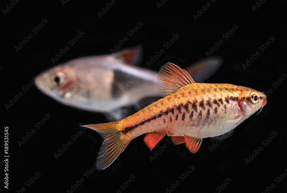 Obraz premium Aquarium fish