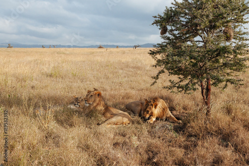 Lion in Nature , Africa 