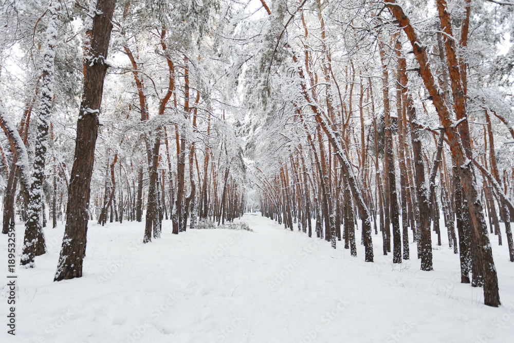 Winter in the pine forest Winter in the pine forest