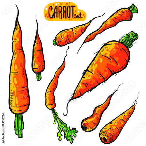 Vector set of carrot. Color version. Isolated on white background.
