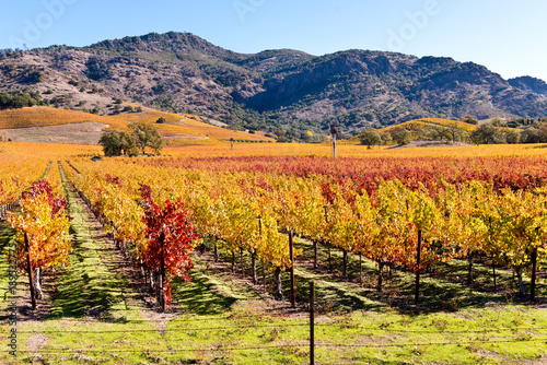 Napa Valley Wine Country Vineyards in Autumn Colors