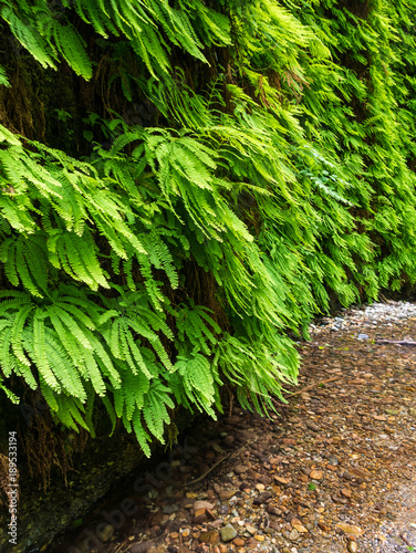 Fern Canyon in Redwood National Park