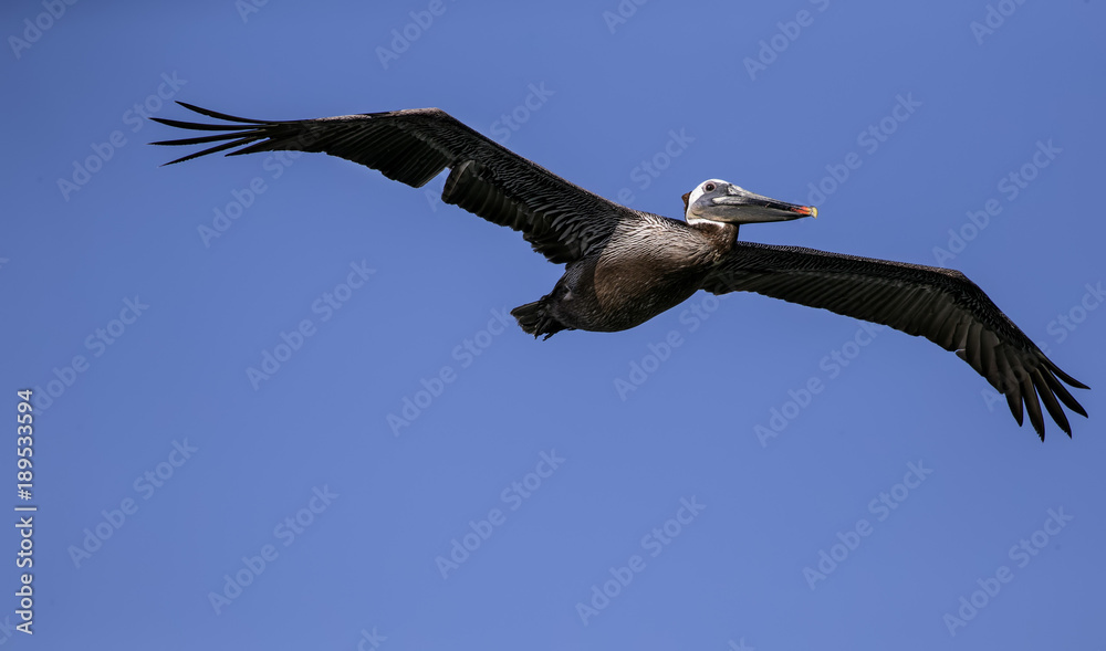 Obraz premium Brown Pelicans
