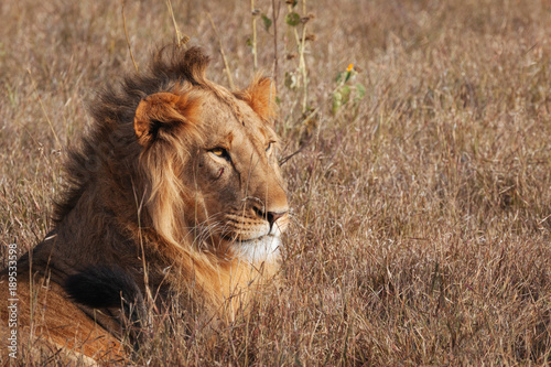 Lion in Nature   Africa 