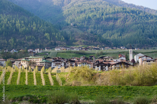 Wallpaper Mural Apfelblüte bei Caldes, Trentino, Italien Torontodigital.ca