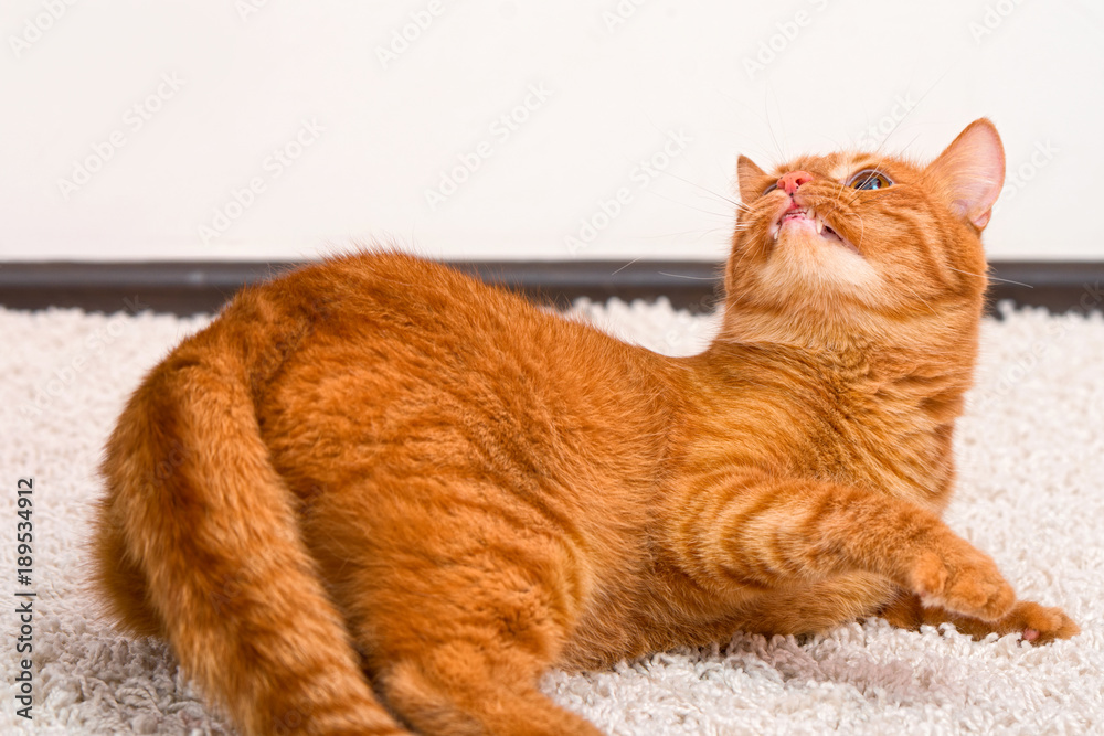 Playful redhead cat lying on the carpet.