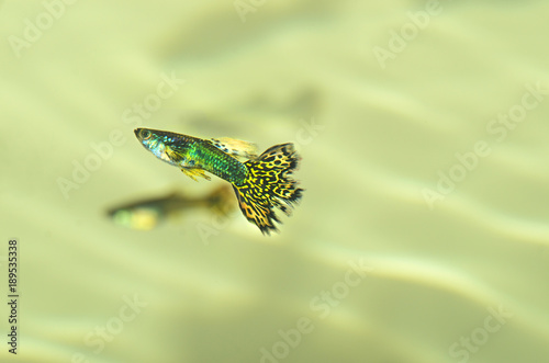 Guppies (poecilia reticulata) male, female floating in the water. photo