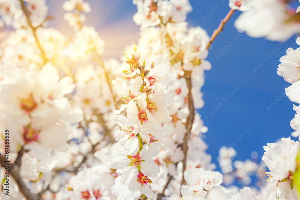 Spring blossoming garden. Close up of blossoming flowers Spring blossoming garden. Close up of blossoming flowers
