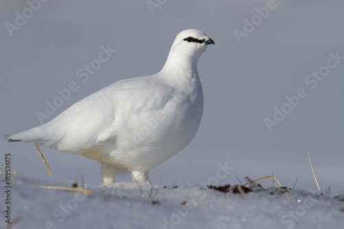 A male Rock ptarmigan in winter dress standing in a snowy tundra in a sunny day
