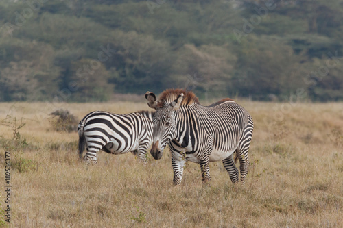 Zebra in Nature 