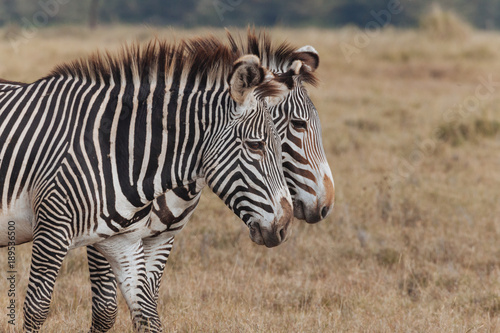 Zebra in Nature 