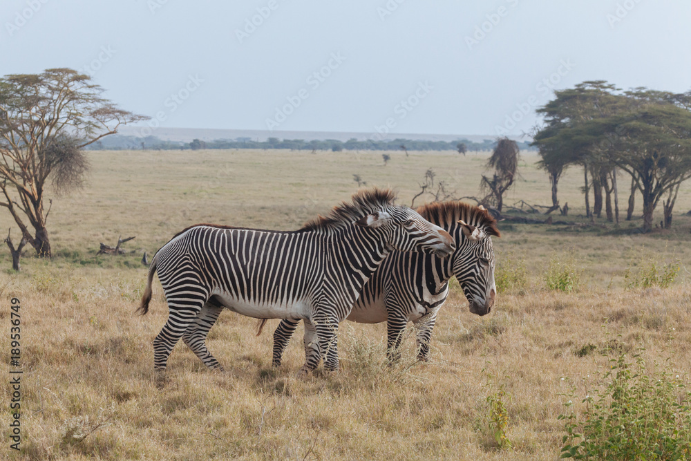 Fototapeta premium Zebra in Nature 