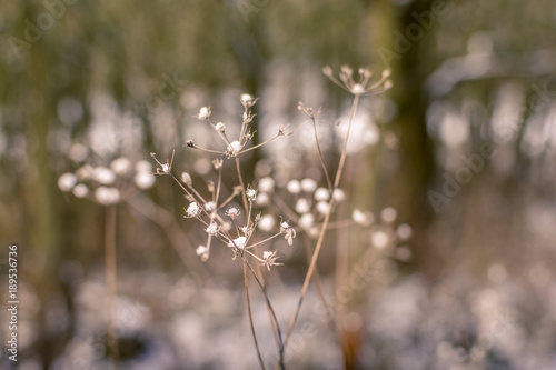 Snowflakes on dry flowers of dried plants.