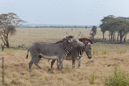 Zebra in Nature 