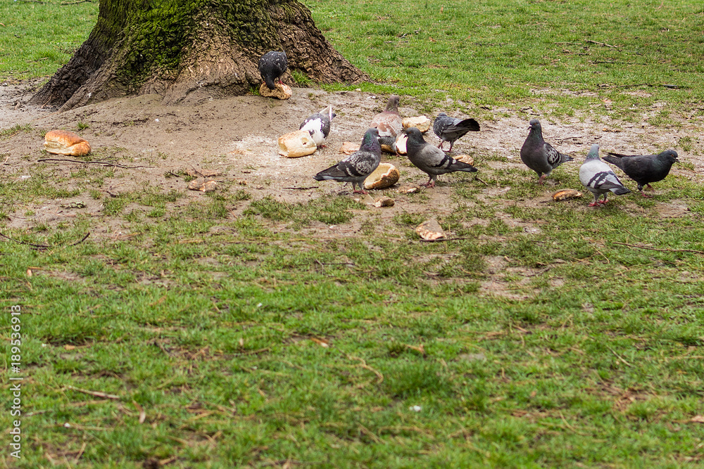 Pigeons eat bread Pigeons eat bread