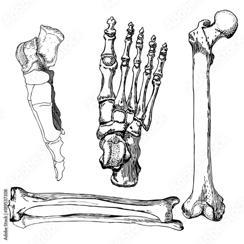 Set of human leg bones with foot.