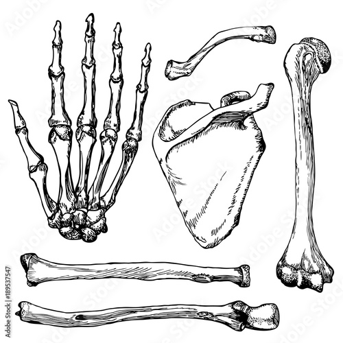 Set of human hand bones with scapula and collarbone.