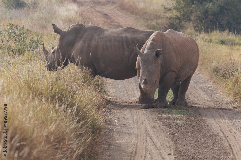 Fototapeta premium Rhinoceros in nature